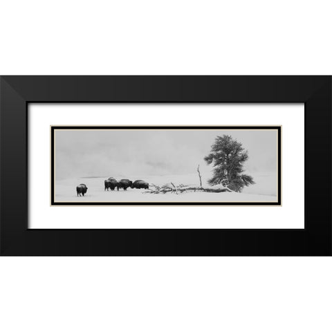 USA-Wyoming-Yellowstone National Park Bison herd in snow Black Modern Wood Framed Art Print with Double Matting by Hopkins, Cindy Miller