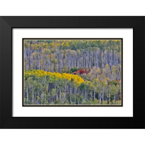 USA- Wyoming. Kebler Pass with Aspen grove in fall color Black Modern Wood Framed Art Print with Double Matting by Gulin, Darrell