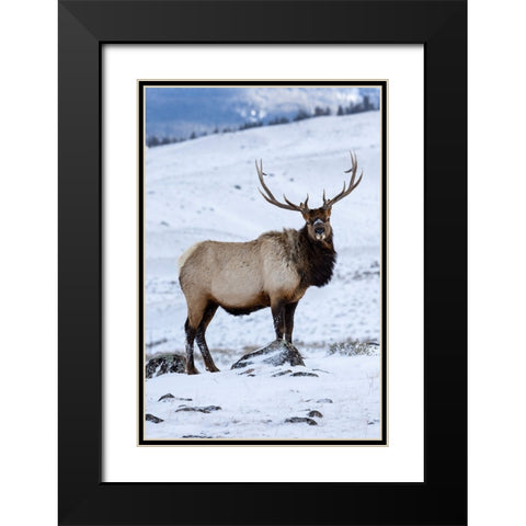 USA- Wyoming- Yellowstone National Park. Lone bull elk in snow Black Modern Wood Framed Art Print with Double Matting by Gulin, Darrell