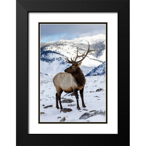 USA- Wyoming- Yellowstone National Park. Lone bull elk in snow Black Modern Wood Framed Art Print with Double Matting by Gulin, Darrell