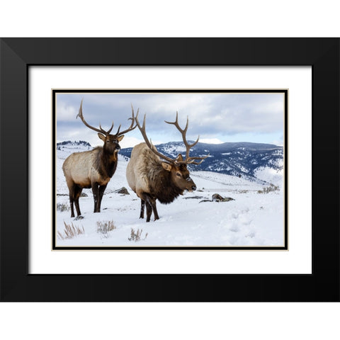 USA- Wyoming- Yellowstone National Park. Pair of bull elk in snow Black Modern Wood Framed Art Print with Double Matting by Gulin, Darrell