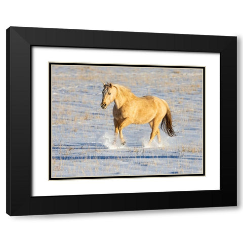 USA- Shell- Wyoming. Hideout Ranch lone horse in snow.  Black Modern Wood Framed Art Print with Double Matting by Gulin, Darrell
