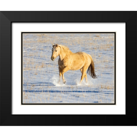 USA- Shell- Wyoming. Hideout Ranch lone horse in snow.  Black Modern Wood Framed Art Print with Double Matting by Gulin, Darrell