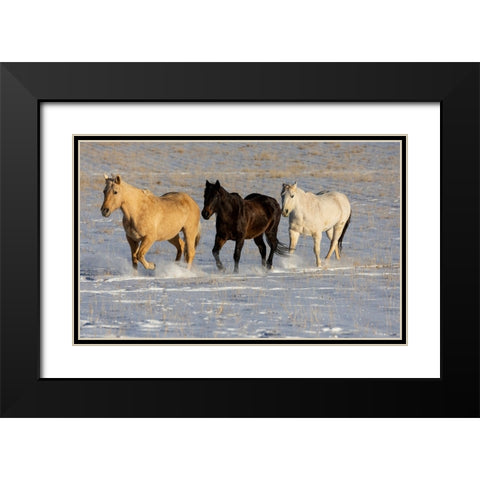 USA- Shell- Wyoming. Hideout Ranch with small herd of horses in snow.  Black Modern Wood Framed Art Print with Double Matting by Gulin, Darrell