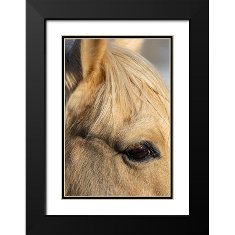 USA- Shell- Wyoming. Hideout Ranch close-up of horses eye.  Black Modern Wood Framed Art Print with Double Matting by Gulin, Darrell
