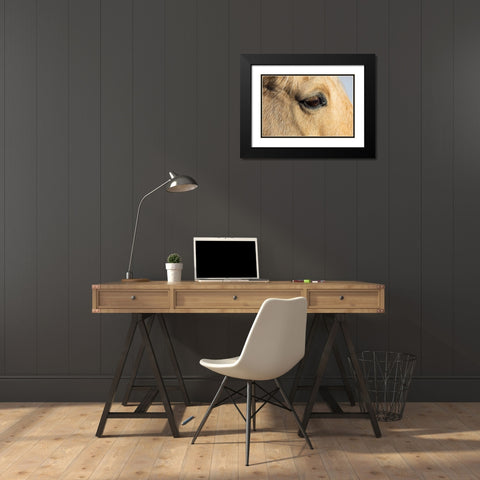 USA- Shell- Wyoming. Hideout Ranch close-up of horses eye.  Black Modern Wood Framed Art Print with Double Matting by Gulin, Darrell