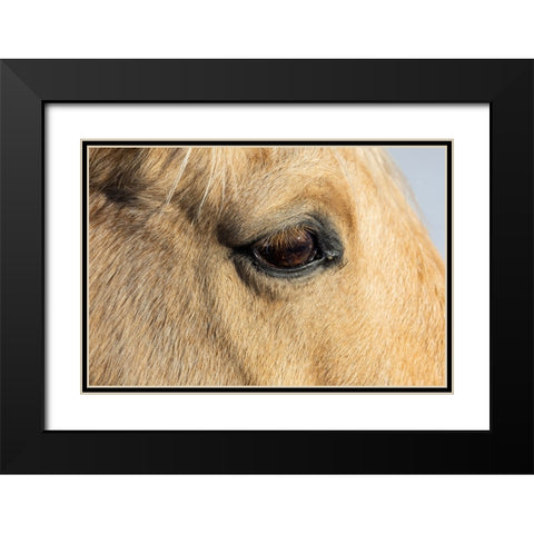USA- Shell- Wyoming. Hideout Ranch close-up of horses eye.  Black Modern Wood Framed Art Print with Double Matting by Gulin, Darrell