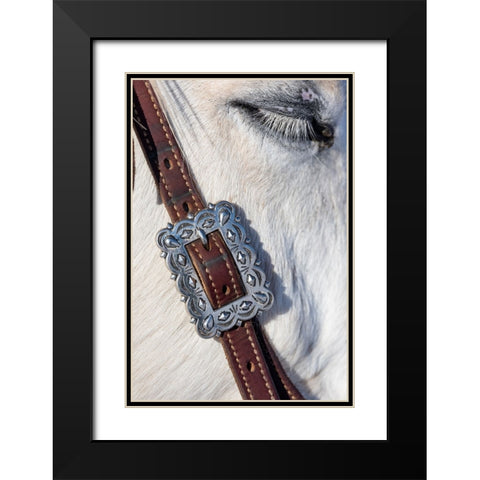 USA- Shell- Wyoming. Hideout Ranch tack on horse.  Black Modern Wood Framed Art Print with Double Matting by Gulin, Darrell