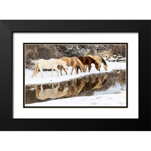 USA- Shell- Wyoming. Hideout Ranch horses in reflection Shell Creek.  Black Modern Wood Framed Art Print with Double Matting by Gulin, Darrell