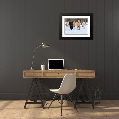 USA- Shell- Wyoming. Hideout Ranch with small herd of horses in snow.  Black Modern Wood Framed Art Print with Double Matting by Gulin, Darrell