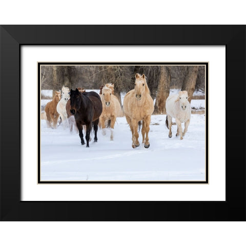 USA- Shell- Wyoming. Hideout Ranch with small herd of horses in snow.  Black Modern Wood Framed Art Print with Double Matting by Gulin, Darrell
