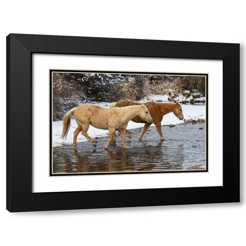 USA- Shell- Wyoming. Hideout Ranch pair of horses in snow.  Black Modern Wood Framed Art Print with Double Matting by Gulin, Darrell