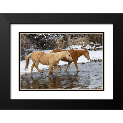 USA- Shell- Wyoming. Hideout Ranch pair of horses in snow.  Black Modern Wood Framed Art Print with Double Matting by Gulin, Darrell