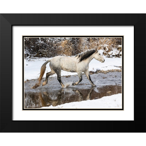 USA- Shell- Wyoming. Hideout Ranch lone horse in snow.  Black Modern Wood Framed Art Print with Double Matting by Gulin, Darrell