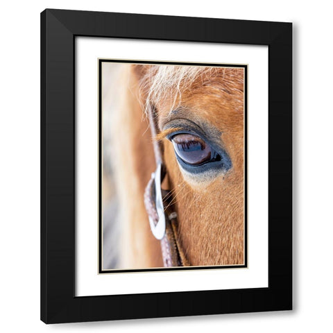 USA- Shell- Wyoming. Hideout Ranch close-up of horses eye.  Black Modern Wood Framed Art Print with Double Matting by Gulin, Darrell