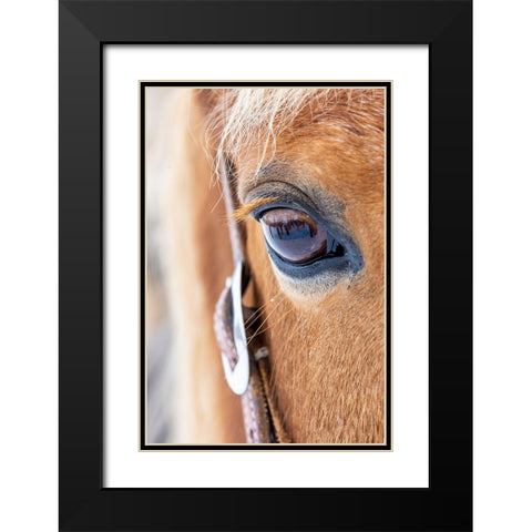 USA- Shell- Wyoming. Hideout Ranch close-up of horses eye.  Black Modern Wood Framed Art Print with Double Matting by Gulin, Darrell