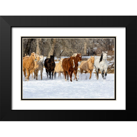 USA- Shell- Wyoming. Hideout Ranch with small herd of horses in snow.  Black Modern Wood Framed Art Print with Double Matting by Gulin, Darrell