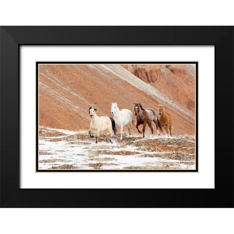 USA- Shell- Wyoming. Hideout Ranch with small herd of horses in snow.  Black Modern Wood Framed Art Print with Double Matting by Gulin, Darrell