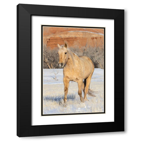 USA- Shell- Wyoming. Hideout Ranch lone horse in snow.  Black Modern Wood Framed Art Print with Double Matting by Gulin, Darrell