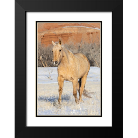 USA- Shell- Wyoming. Hideout Ranch lone horse in snow.  Black Modern Wood Framed Art Print with Double Matting by Gulin, Darrell