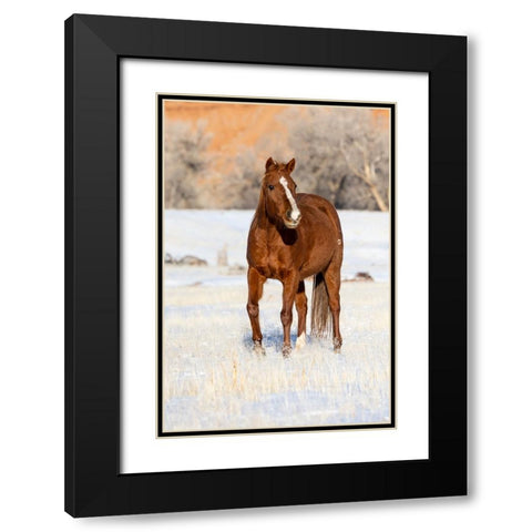 USA- Shell- Wyoming. Hideout Ranch lone horse in snow.  Black Modern Wood Framed Art Print with Double Matting by Gulin, Darrell