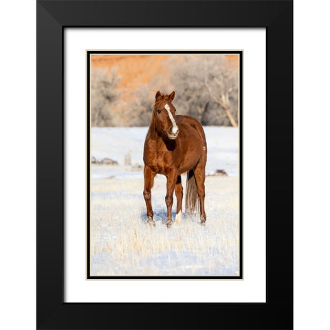 USA- Shell- Wyoming. Hideout Ranch lone horse in snow.  Black Modern Wood Framed Art Print with Double Matting by Gulin, Darrell
