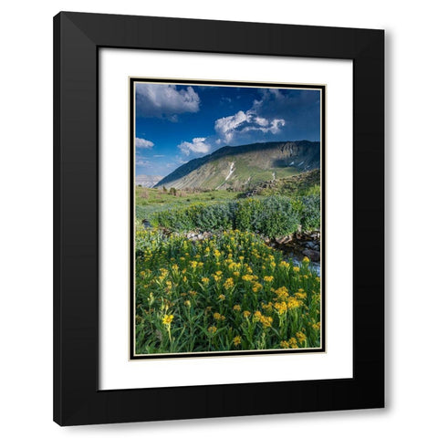 Arnica and bluebell wildflowers next to creek-Absaroka Mountains near Cody and Meeteetse-Wyoming Black Modern Wood Framed Art Print with Double Matting by Garber, Howie