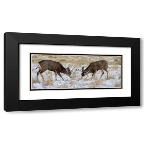 Young mule deer bucks play fighting-Rawlins-Wyoming-USA Black Modern Wood Framed Art Print with Double Matting by Garber, Howie