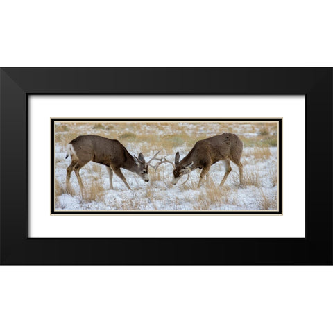 Young mule deer bucks play fighting-Rawlins-Wyoming-USA Black Modern Wood Framed Art Print with Double Matting by Garber, Howie