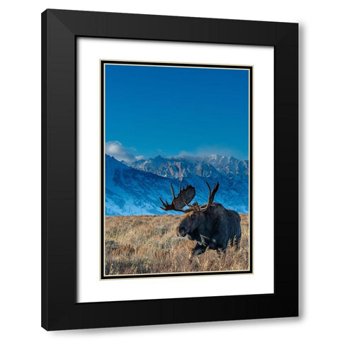 Bull moose portrait with Grand Teton National Park in background-Wyoming Black Modern Wood Framed Art Print with Double Matting by Garber, Howie