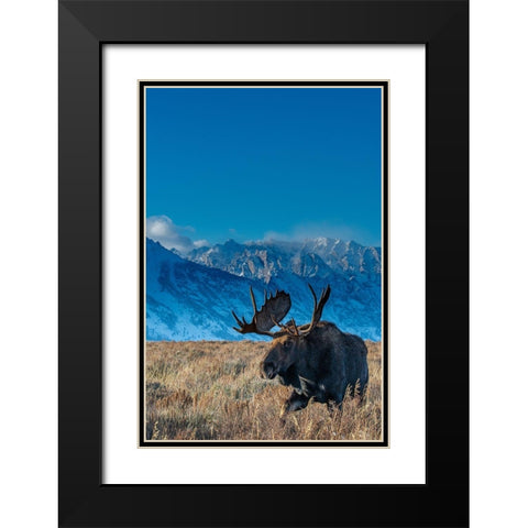 Bull moose portrait with Grand Teton National Park in background-Wyoming Black Modern Wood Framed Art Print with Double Matting by Garber, Howie
