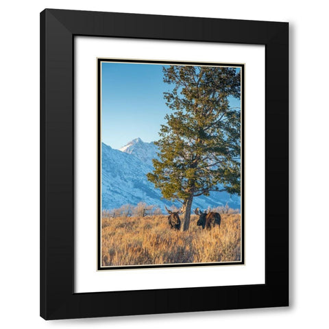 Bull moose vie for dominance at evergreen tree Grand Teton-National Park-Wyoming Black Modern Wood Framed Art Print with Double Matting by Garber, Howie