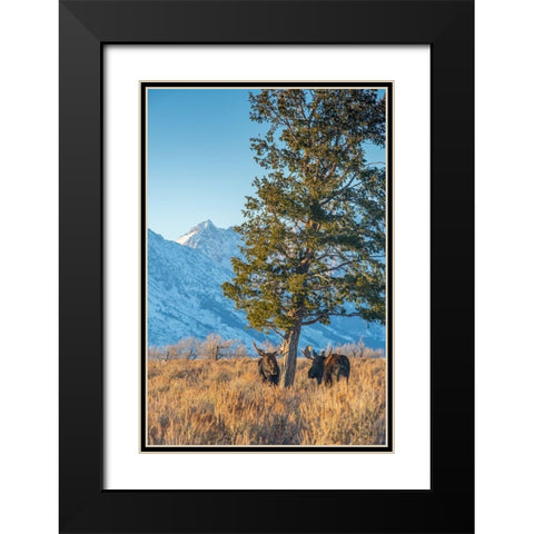 Bull moose vie for dominance at evergreen tree Grand Teton-National Park-Wyoming Black Modern Wood Framed Art Print with Double Matting by Garber, Howie