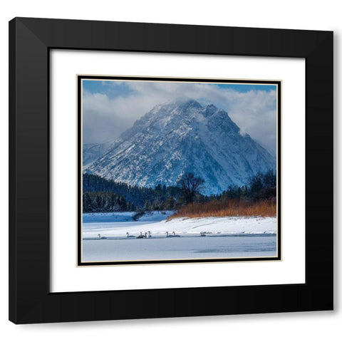 Flock of Trumpeter swans swim at Oxbow Bend in front of Mount Moran-Grand Teton National Park Black Modern Wood Framed Art Print with Double Matting by Garber, Howie