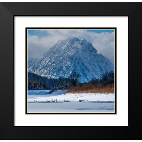 Flock of Trumpeter swans swim at Oxbow Bend in front of Mount Moran-Grand Teton National Park Black Modern Wood Framed Art Print with Double Matting by Garber, Howie