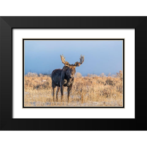 Eye contact from Bull Moose-Grand Teton National Park-Wyoming Black Modern Wood Framed Art Print with Double Matting by Garber, Howie