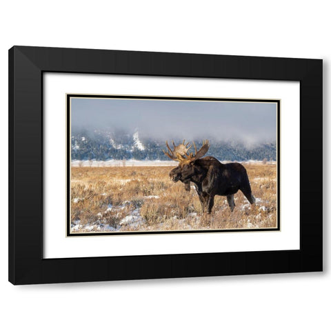 Bull moose portrait with snowy Grand Teton National Park in background-Wyoming Black Modern Wood Framed Art Print with Double Matting by Garber, Howie