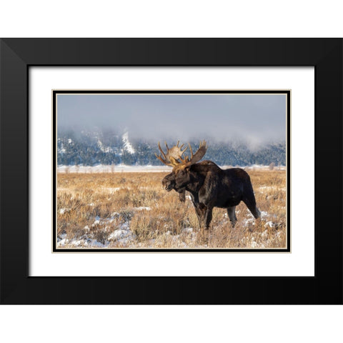 Bull moose portrait with snowy Grand Teton National Park in background-Wyoming Black Modern Wood Framed Art Print with Double Matting by Garber, Howie