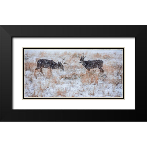 Mule Deer Bucks graze in snowstorm-Wyoming Black Modern Wood Framed Art Print with Double Matting by Garber, Howie