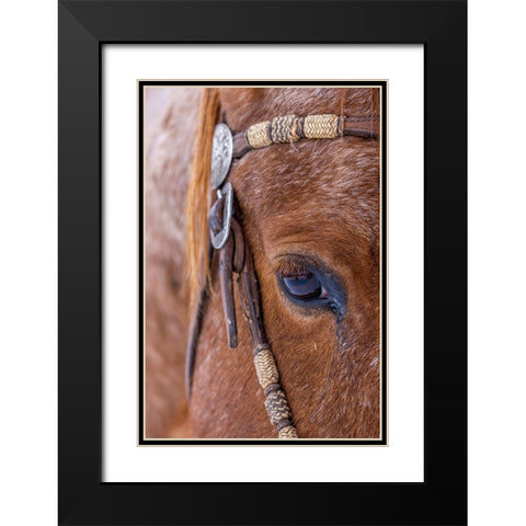 USA- Wyoming. Hideout Horse Ranch- horse detail.  Black Modern Wood Framed Art Print with Double Matting by Looney, Hollice
