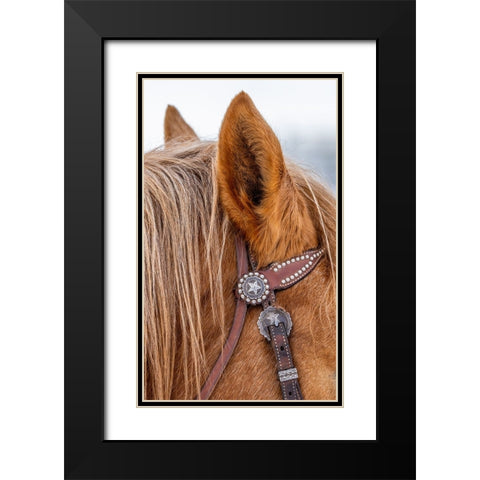 USA- Wyoming. Hideout Horse Ranch- horse detail.  Black Modern Wood Framed Art Print with Double Matting by Looney, Hollice