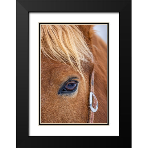 USA- Wyoming. Hideout Horse Ranch- horse detail.  Black Modern Wood Framed Art Print with Double Matting by Looney, Hollice
