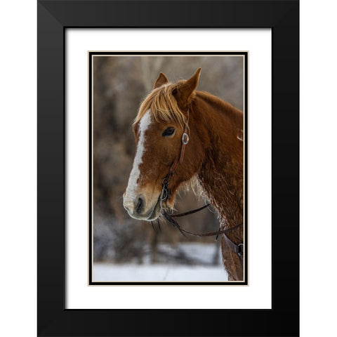 USA- Wyoming. Hideout Horse Ranch- horse detail.  Black Modern Wood Framed Art Print with Double Matting by Looney, Hollice