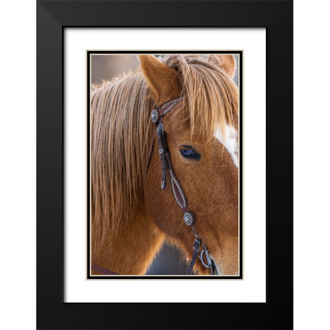 USA- Wyoming. Hideout Horse Ranch- horse detail.  Black Modern Wood Framed Art Print with Double Matting by Looney, Hollice