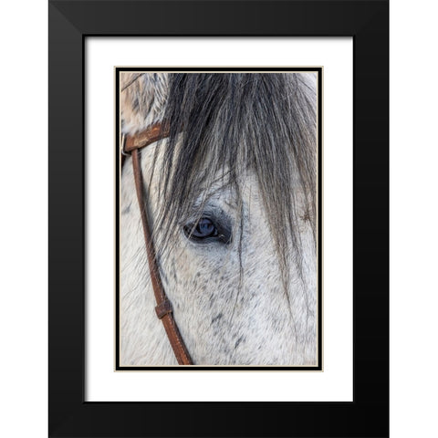 USA- Wyoming. Hideout Horse Ranch- horse detail.  Black Modern Wood Framed Art Print with Double Matting by Looney, Hollice