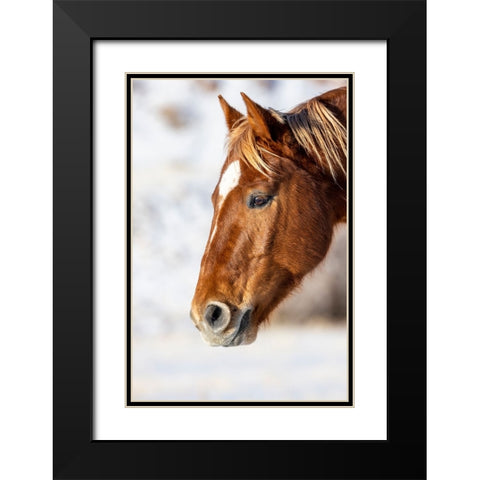 USA- Wyoming. Hideout Horse Ranch- horse detail.  Black Modern Wood Framed Art Print with Double Matting by Looney, Hollice
