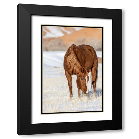 USA- Wyoming. Hideout Horse Ranch- horse grazing in snow.  Black Modern Wood Framed Art Print with Double Matting by Looney, Hollice