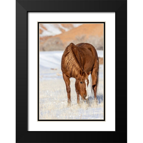 USA- Wyoming. Hideout Horse Ranch- horse grazing in snow.  Black Modern Wood Framed Art Print with Double Matting by Looney, Hollice