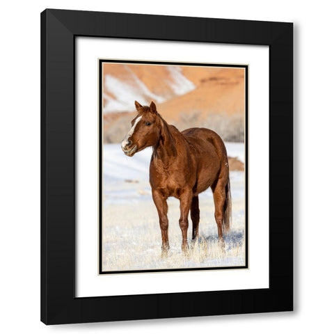 USA- Wyoming. Hideout Horse Ranch- horse in snow.  Black Modern Wood Framed Art Print with Double Matting by Looney, Hollice