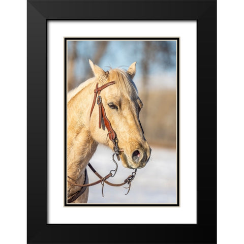 USA- Wyoming. Hideout Horse Ranch- horse portrait.  Black Modern Wood Framed Art Print with Double Matting by Looney, Hollice